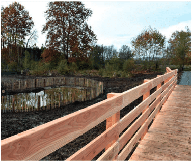 Restauration de la zone humide de la petite Saône à Trévoux (01)